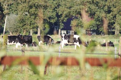 Cows in park