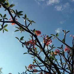 Low angle view of flowering plant against blue sky