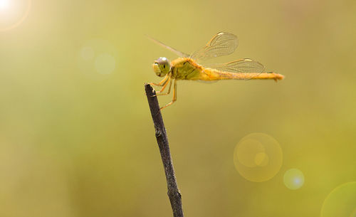 Close-up of dragonfly on plant