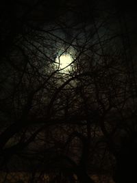 Low angle view of bare trees at night