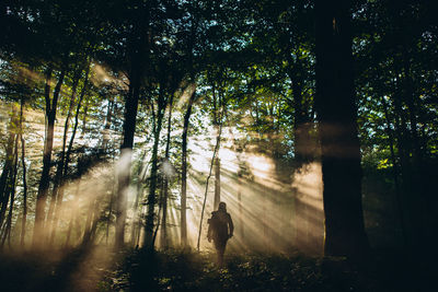 Sunlight coming through trees in forest