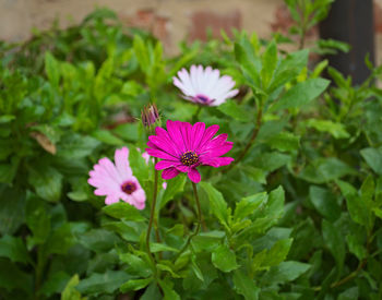 Close-up of pink flowers blooming outdoors