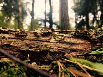 Close-up of fallen tree trunk in forest