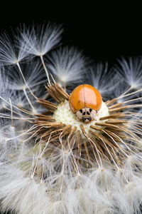 Ladybug sitting on flower. red ladybug on dandelion. shallow depth of field, focus on insect.