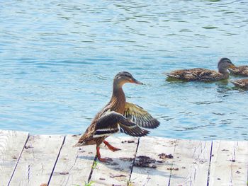 Bird in water