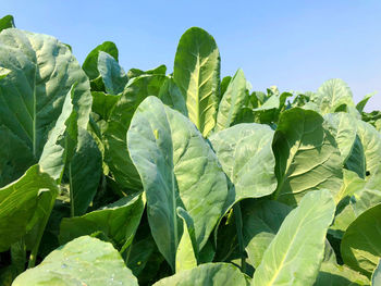 Close-up of fresh green leaves against sky