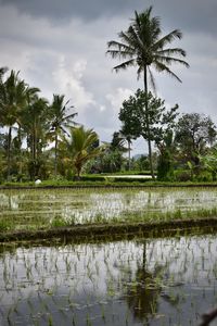 Scenic view of palm trees by lake against sky