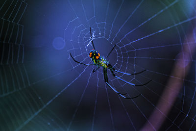 Spider on web