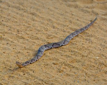 High angle view of lizard on land