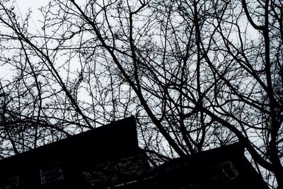 Low angle view of bare trees against sky