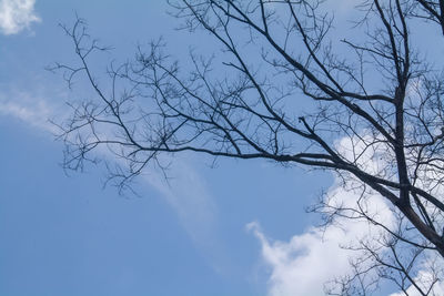 Low angle view of bare tree against blue sky