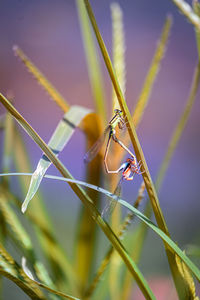 Close-up of dragonfly on plant