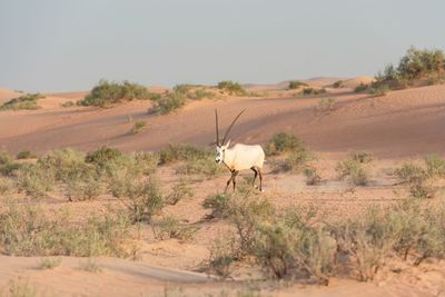 Beautiful arabian oryx or white oryx in the desert during golden hour.