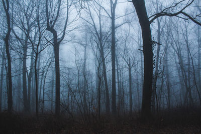 Bare trees in forest