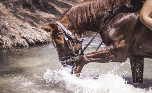 Midsection of woman on brown horse in river