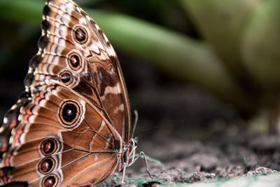 Close-up of butterfly