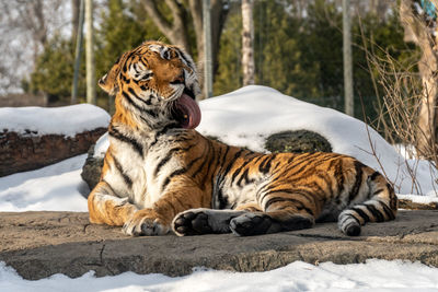 Tiger resting in a zoo