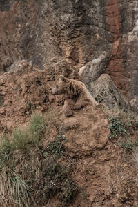 Close-up of lizard on rock