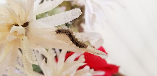 Close-up of insect on white flowering plant