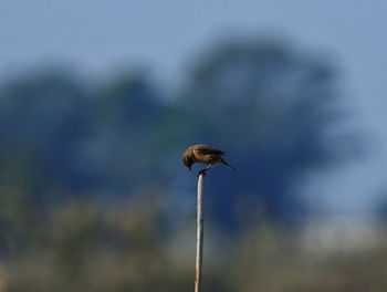 Close-up of a bird perching