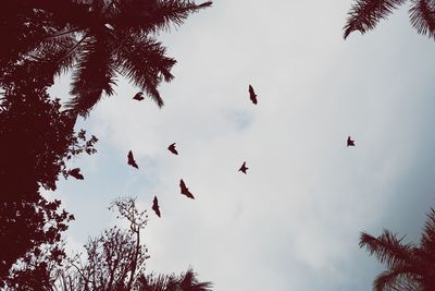 Low angle view of bats flying against sky