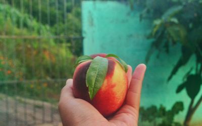 Close-up of hand holding apple