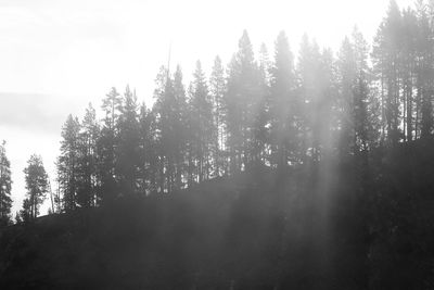Trees in forest