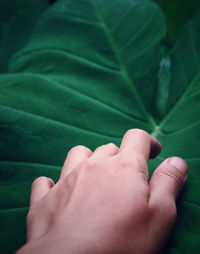 Close-up of hand touching green leaf