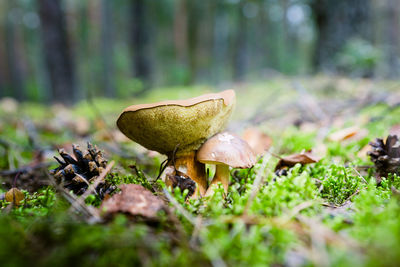 Close-up of mushroom growing on field