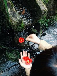 High angle view of woman holding red flowers over stream