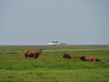 Hallig hooge in the north sea