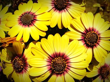 Close-up of sunflowers blooming outdoors