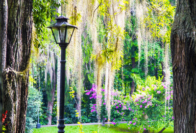 Flower trees in forest