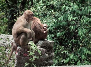 Monkeys on plants in forest