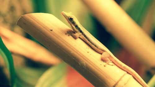 Close-up of lizard on wood