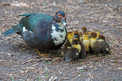 Close-up of duck