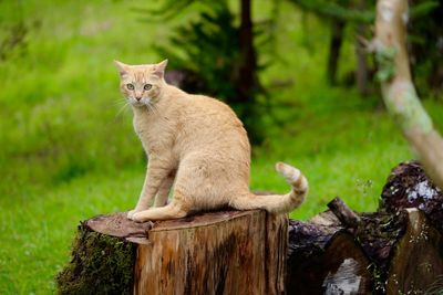 Lion sitting outdoors
