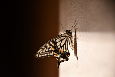 Close-up of butterfly perching on wall