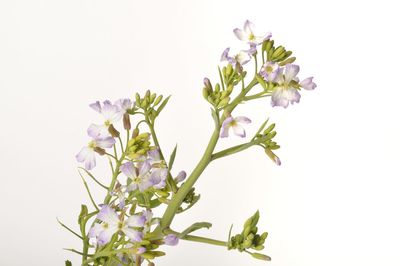 Close-up of flowering plant against white background