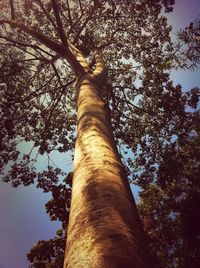 Low angle view of trees against sky