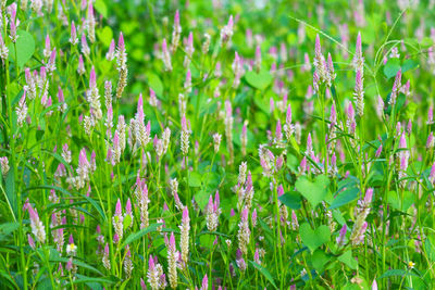 Close-up of purple flowering plants on field