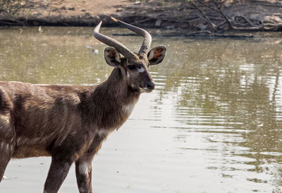 Deer standing in lake