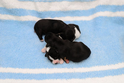 High angle view of puppy sleeping