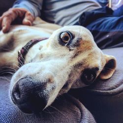 Close-up of dog lying down