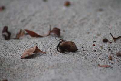 Close-up of ant on sand