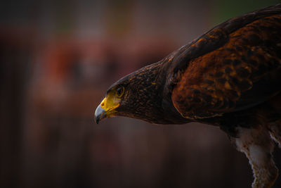 Close-up of bird