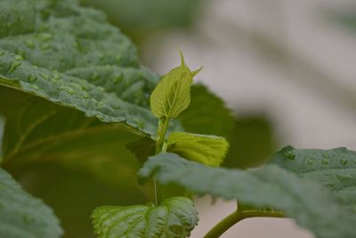 leaf