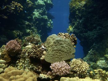 Beautiful colors corals reef