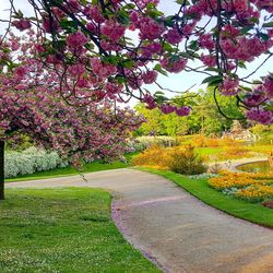 View of cherry blossom trees in park