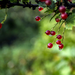 Red currant branch with drops after rain, macro, narrow focus area